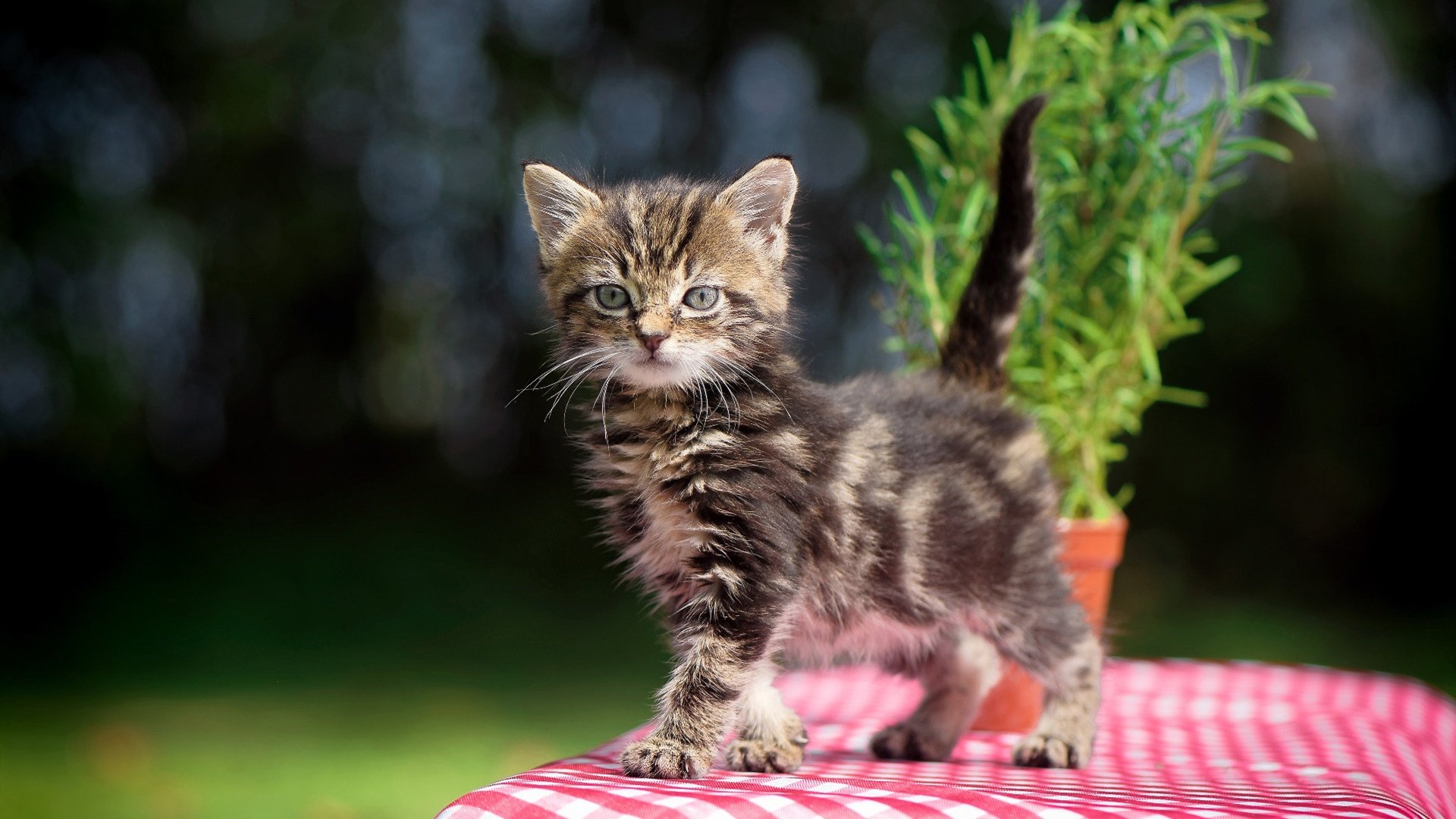 年度焦点之战，森林狼横扫吉林队，狼群战术铸就传奇