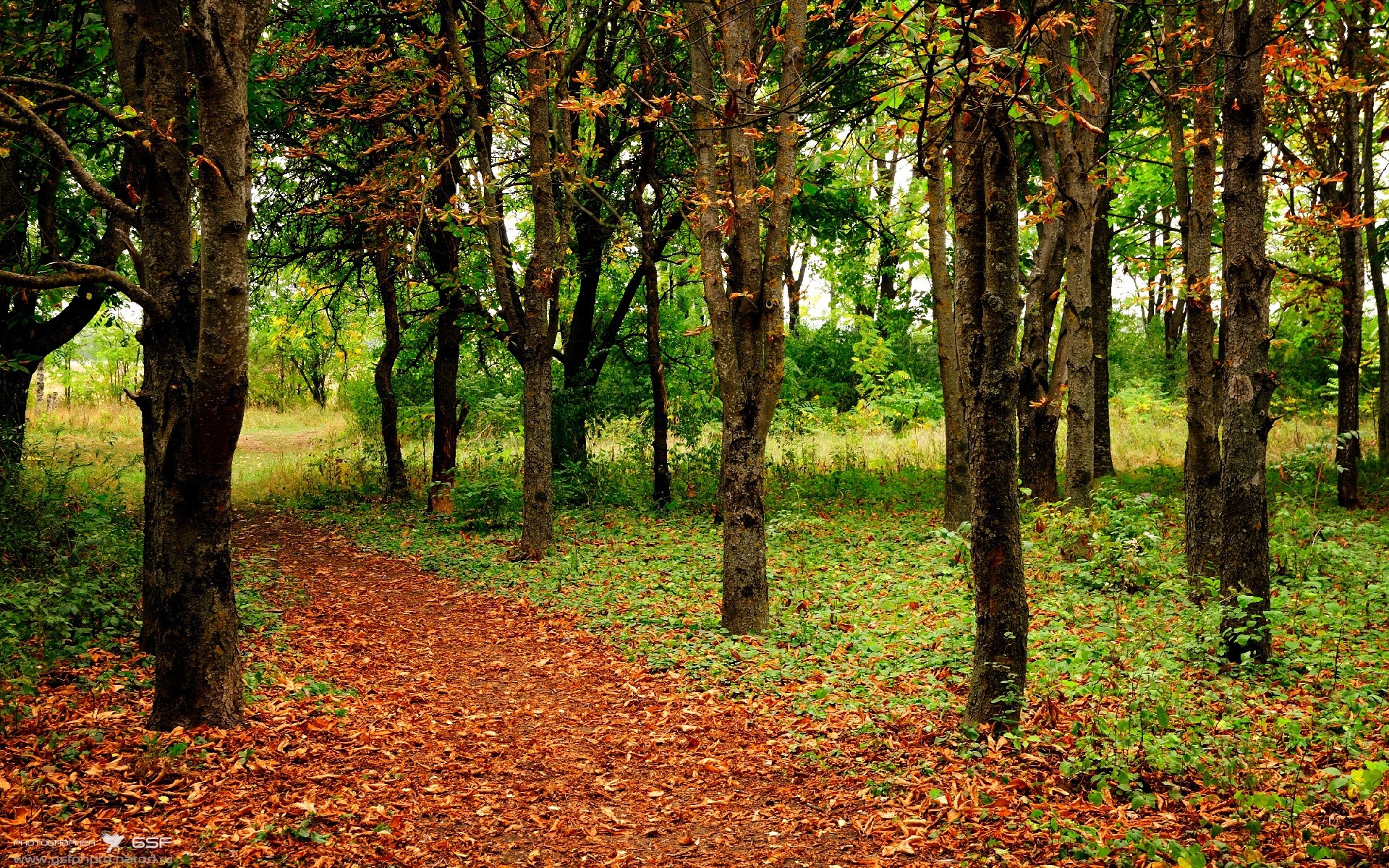 从足球到金融,楚阿梅尼如何成为美国收割摩纳哥的关键先生